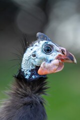 Guineafowl bird wild in africa close up