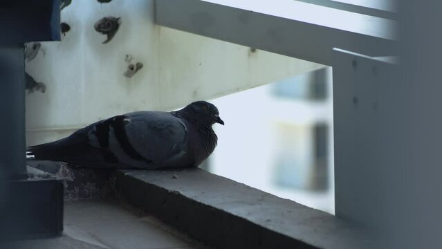 A pigeon is resting peacefully.