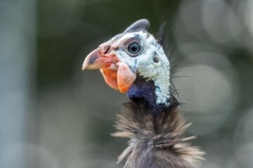 Guineafowl bird wild in africa close up