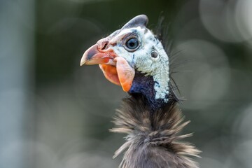 Guineafowl bird wild in africa close up