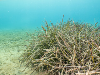 Fototapeta na wymiar Seagrass at a sandy beach. Mediterranean holiday photo. Turquoise blue water in the background