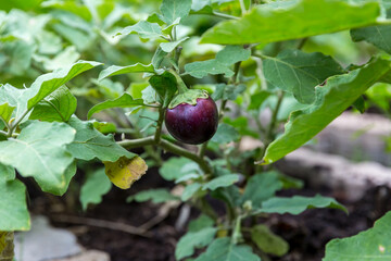 Thai Purple Eggplant on tree at vegetable garden. Thai eggplant hanging on tree with leaves and flower in farm. Green Asian mini eggplant fruit isolated on tree.	
