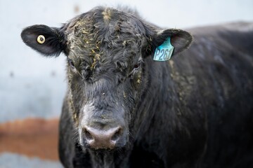 cows and calves eating and grazing grass and long lush pasture in a oat meadow, including angus and murray grey cattle in a field in Australia. with a Group of meat cow.