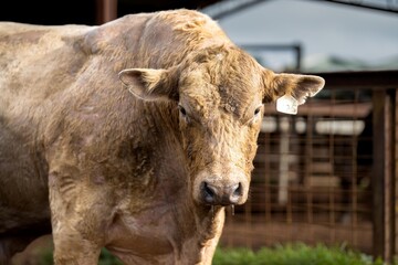 big bull on a farm in australia