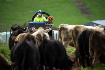 Herding and mustering Stud Angus, murray grey and Dairy cows Eating lush green grass in Australia