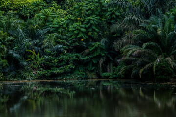 Lake in the tropical forest with lush greenery. Exotic, moody landscape. - obrazy, fototapety, plakaty