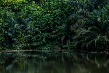 Schilderijen op glas Lake in the tropical forest with lush greenery. Exotic, moody landscape. © Anna Zaro