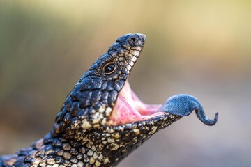 lizard in a park in tasmania australia. blue tongue lizard 