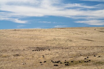 Fototapeta na wymiar Herding and mustering Stud Angus, murray grey and Dairy cows Eating lush green grass in Australia