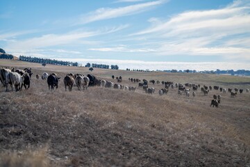 Stud Angus, wagyu, Murray grey, Dairy and beef Cows and Bulls grazing on grass and pasture in a...