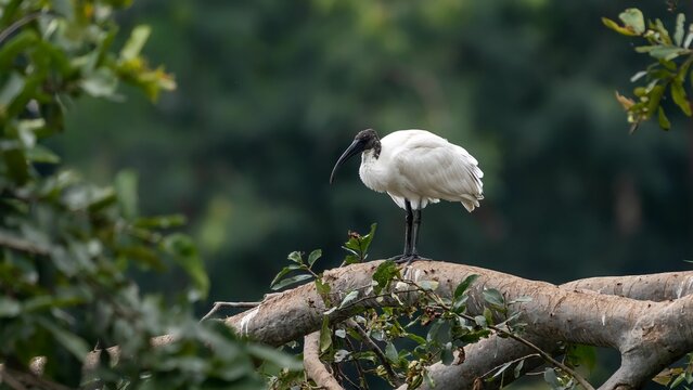 black-headed ibis (Threskiornis melanocephalus) perched on a br