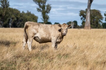 Big fat cattle Stud Angus, wagyu, Murray grey, Dairy and beef Cows and Bulls grazing on grass and pasture in a field. The animals are organic and free range, agricultural farm in Australia.