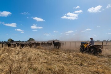 Girl farmer herding cattle livestock on a ranch in texas america