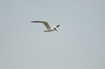Fototapeta na wymiar Common tern with wings spread in flight