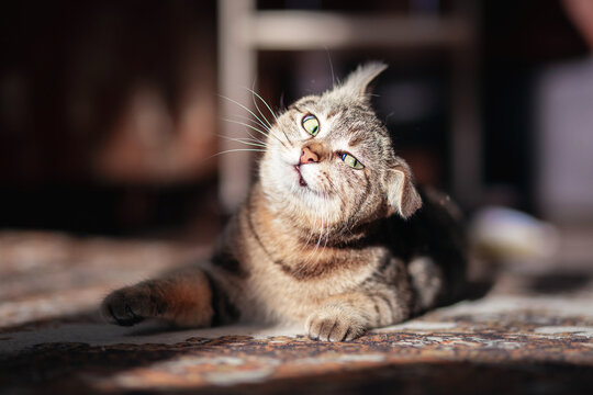 Funny cat photo. Funny crazy cat psycho