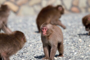 In Japan, the species is known as Nihonzaru to distinguish it from other primates, but the Japanese macaque is very familiar in Japan, so when Japanese people simply say saru, they usually have in min