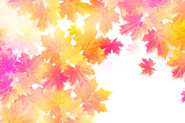 Naklejka na ściany i meble Bright colorful autumn leaves. nature