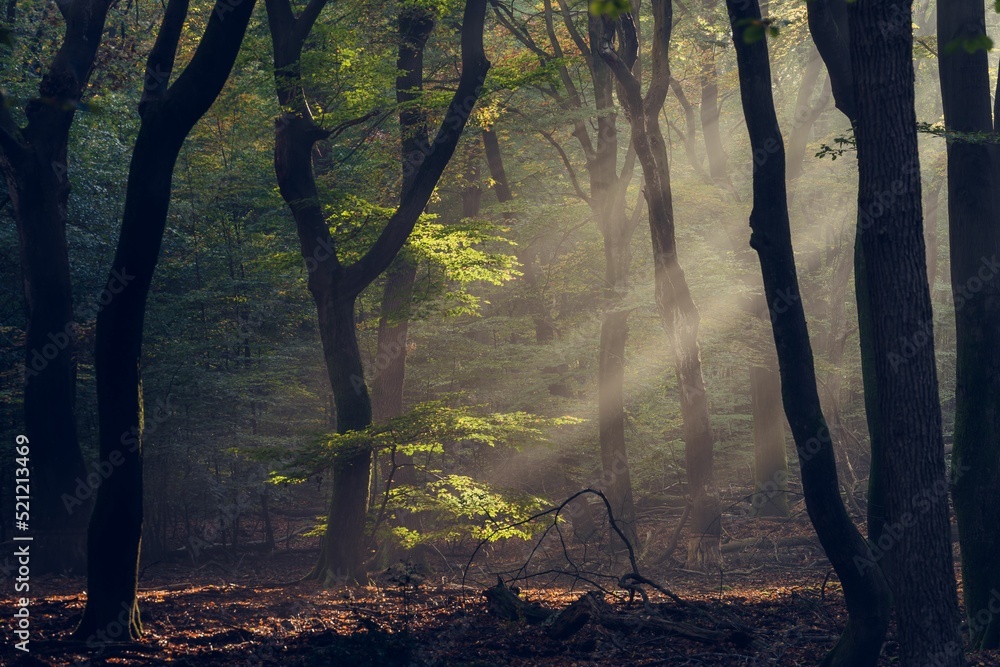 Poster sun shines through the trees in a forest with morning fog