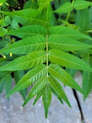 Fototapeta na wymiar Symmetrical leaf