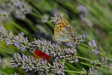 Silver-washed Fritillary butterfly (Argynnis paphia) sitting on lavender in Zurich, Switzerland