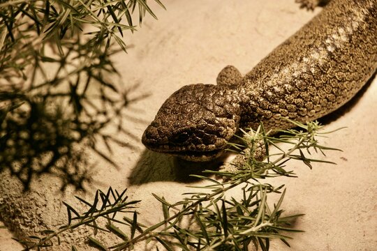 Closeup shot of a scaly lizard on sand
