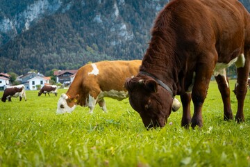 Group of Bavarian cows grazing on a rural green field