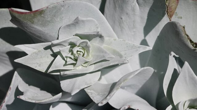Gray rosetted distally acuminate proximally broad rounded entire trichomatic oblanceolate leaves of Dudleya Pulverulenta, Crassulaceae, native perennial herb in the Santa Ana Mountains, Springtime.