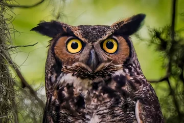 Tuinposter Long-eared owl on a blurry background © Casey Littlefield/Wirestock Creators