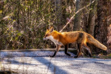 Furry fox walking on the ground on a sunny day