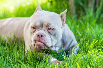Lilac color American Bully dog top view outside.