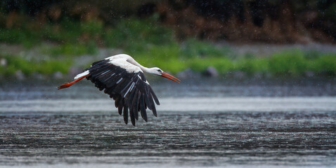 A white stork flies in the rain above the water surface.