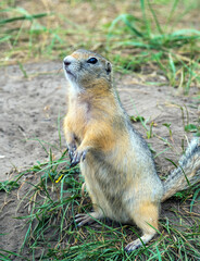 Naklejka na ściany i meble Gopher is standing on its hind legs on the grassy field