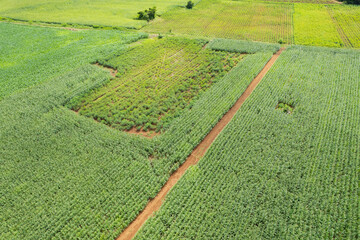 high angle view of farm, grow plants, nice landscape