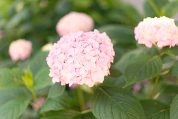 Close up light pink hortensia fresh flowers blur background.