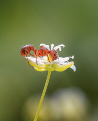 Naklejka premium ant in the meadow drinks nectar from a white flower.