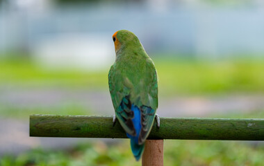 Lovebird, closeup parrot with blur background