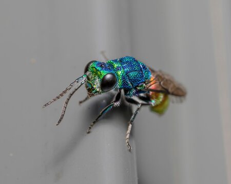 Macro shot of a Chrysis fulgida wasp perched on a gray surface