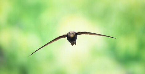Apus apus Common swift flies and hunts insects.