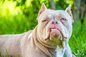 Lilac color American Bully dog top view outside. Malocclusion