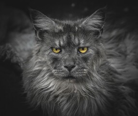 Grayscale portrait of an angry Maine Coon domestic cat with yellow eyes