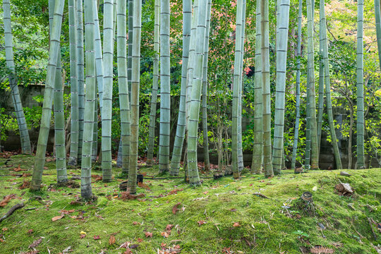 Green bamboo forest with moss