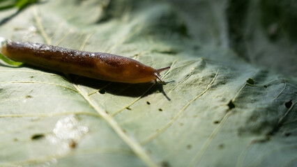 A common garden snail crawling on green leaves