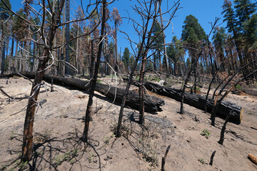 Arbres calcinés dans le parc des Séquoia