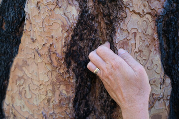 Ecorce d'arbre dans le parc des Séquoia 