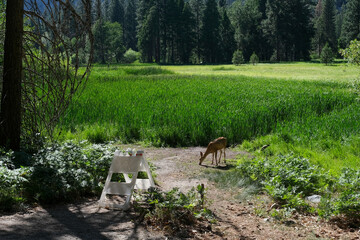 Une biche dans une prairie dans le parc national des S&eacute;quoia