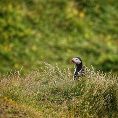Puffin in the green gras