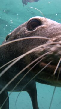 Vertical footage of a Steller sea lion swimming under the ocean