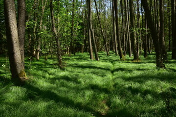 Green grass in deciduous forest