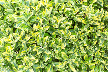 Green leaf background. Leaves texture.