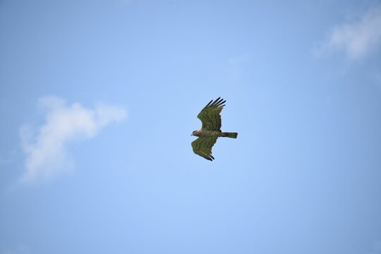 Low angle shot of Short-toed snake eagle with open wings soaring in blue sky